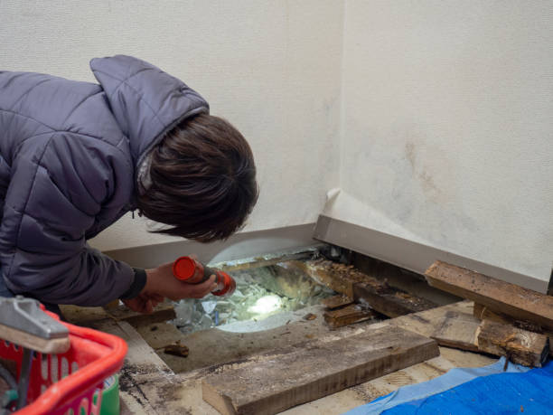 Best Environmental Consulting for Mold Prevention  in Miami, OK